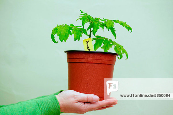 Person mit einer Tomatenpflanze