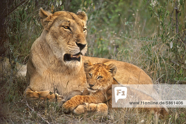 Lioness and cub Panthera leo Masai Mara Reserve Kenya