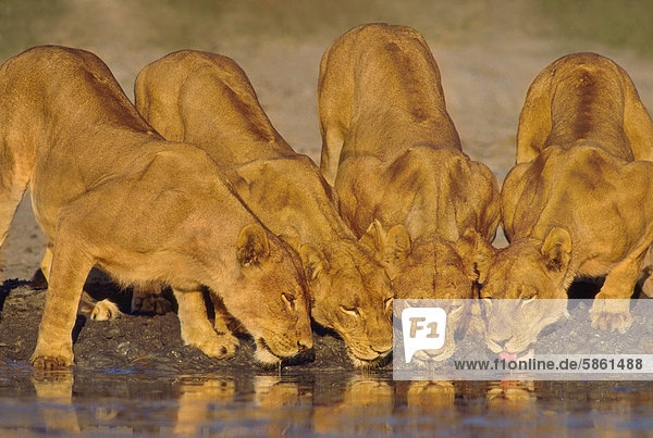 Trinkende Löwinnen Panthera leo Chobe-Nationalpark Botswana
