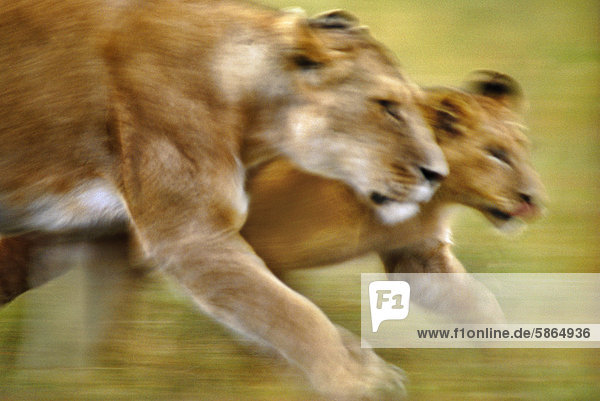 Afrikanische Löwin und Jungtier Panthera leo Masai Mara Reservat Kenia