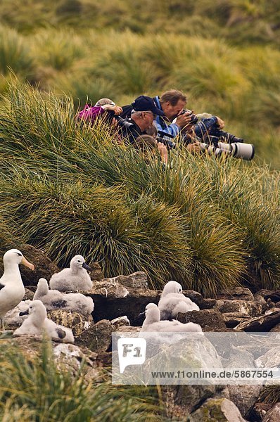 Tourists at edge of black browed albatross colony Thalassarche melanophrys West Point Island Falkland Islands