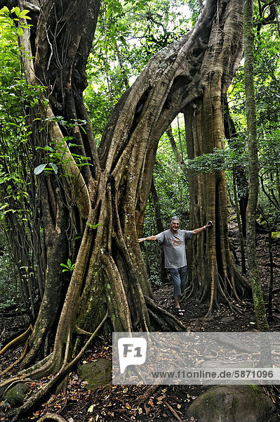 Tourist standing in front of a huge Strangler fig tree (Ficus sp.)  Rincon de la Vieja National Park  Guanacaste province  Costa Rica  Central America
