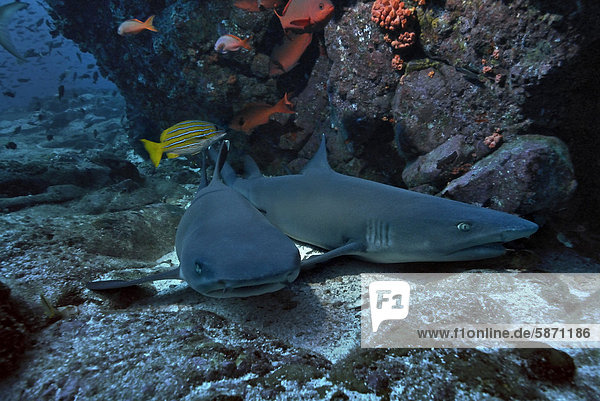 Whitetip reef sharks (Triaenodon obesus)  Cocos Island  Costa Rica  Central America