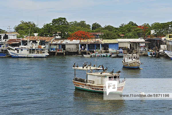 Fischerboote und Pelikane (Pelecanidae) im Hafen von Puntarenas  Costa Rica  Mittelamerika