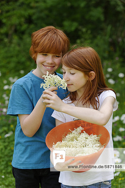 Boy and girl with freshly picked elderflowers (Sambucus nigra)