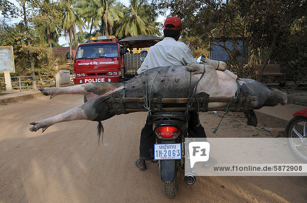Schweinetransport auf dem Motorroller  Siem Reap  Kambodscha  Asien