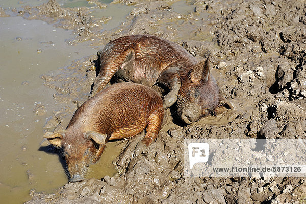 Zwei Schweine suhlen sich in einer vertrocknenden Wasserstelle  Tres Isletas  Provinz Chaco  Argentinien  Südamerika