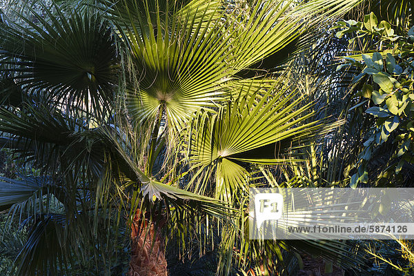 Palme in Hotelgarten  Cirali  Lykien  Türkei  Kleinasien