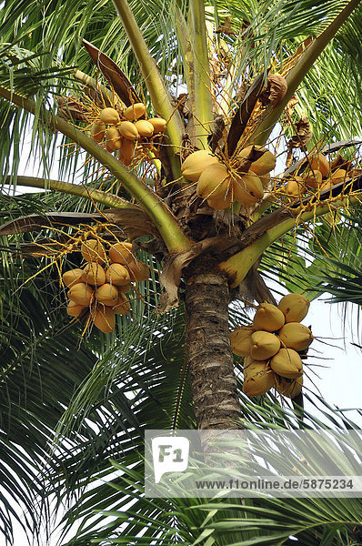 Coconut palm tree (Cocos nucifera) with coconuts  Ecuador  South America