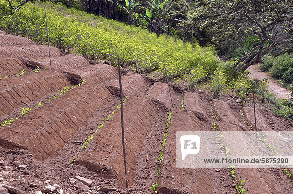 Field with coca bushes partially ripe some freshly planted Coroico Yungas Bolivia South America