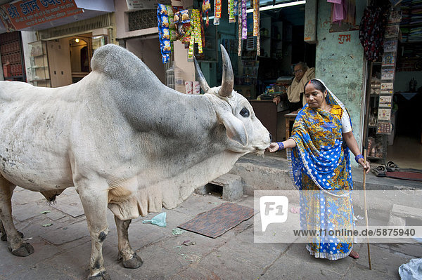 Hindu-Frau füttert heilige Kuh  Varanasi oder Benares oder Kashi  Uttar Pradesh  Indien  Asien