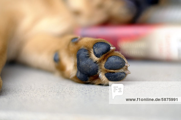 Pfote von blondem Labrador Retriever
