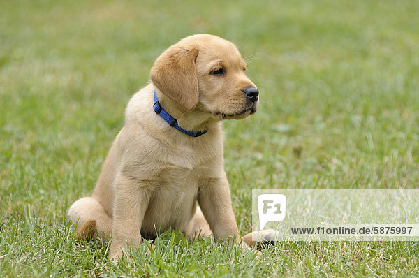 Junger blonder Labrador Retriever sitzt im Gras