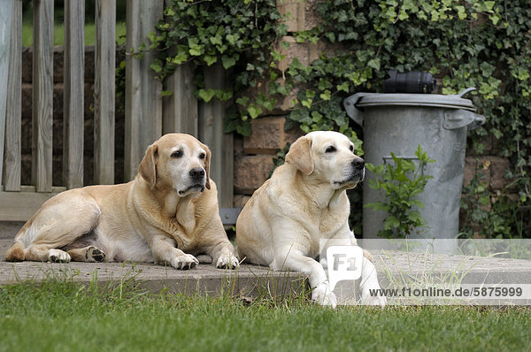 Zwei blonde Labrador Retriever liegen auf Terasse