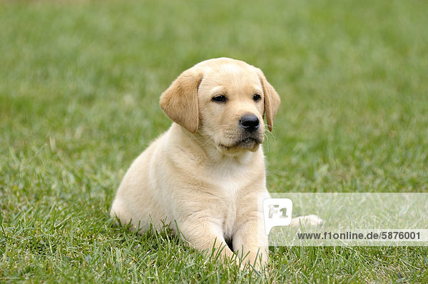 Junger blonder Labrador Retriever liegt im Gras
