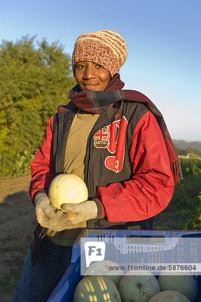 Farm worker harvesting melons  Noordoewer  Namibia  Africa
