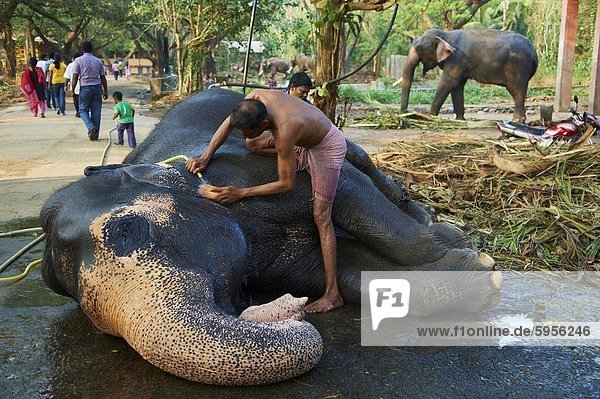 Guruvayur  Elefant-Zentrum  training für den Tempel Parade  Kerala  Indien  Asien