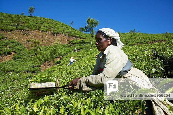 Tamil Arbeiter auf eine Tee-Plantage  Munnar  Kerala  Indien  Asien