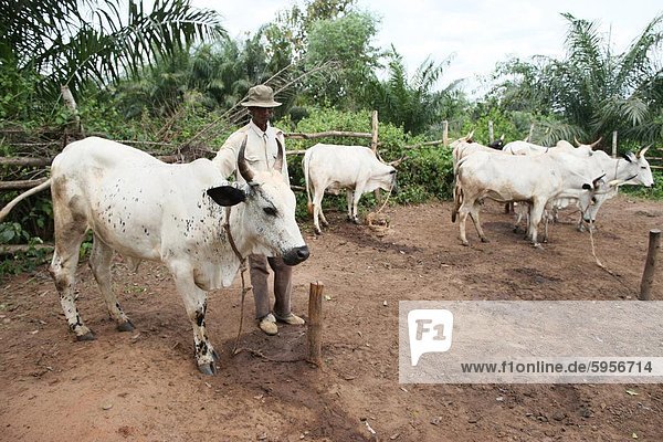 Cattle ranch  Tori  Benin  West Africa  Africa