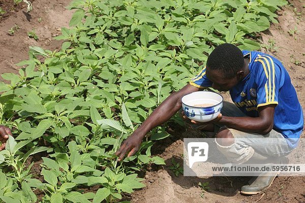 Man tendiert einen Gemüsegarten  Tori  Benin  Westafrika  Afrika