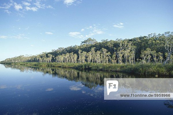 Bäume spiegelt sich in stilles Wasser  Everglades  Noosa  Queensland  Australien  Pazifik