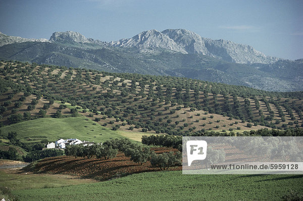 Landschaft in der Nähe von Malaga  Andalusien  Spanien  Europa