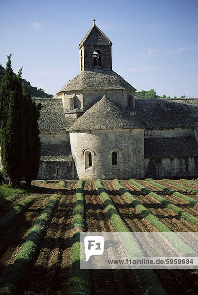 Abbaye de Senanque  Gordes  Vaucluse  Provence  Frankreich  Europa