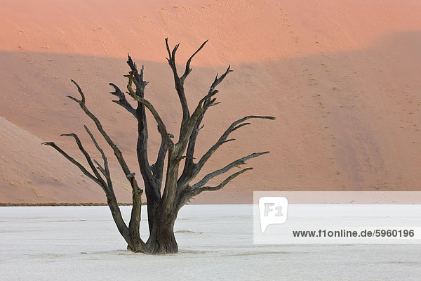 Namibia Namib Afrika Dead Vlei Sossusvlei