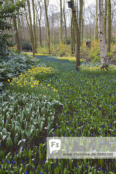 Anfang Frühling Blumen  Keukenhof  Park und Gärten nahe Amsterdam  Niederlande  Europa