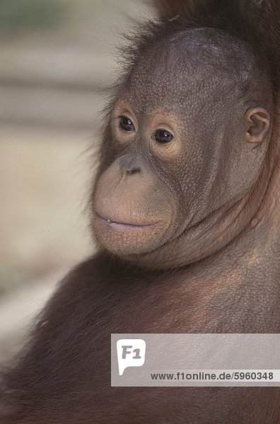 Orangutan Kind  Borneo  Südostasien  Asien