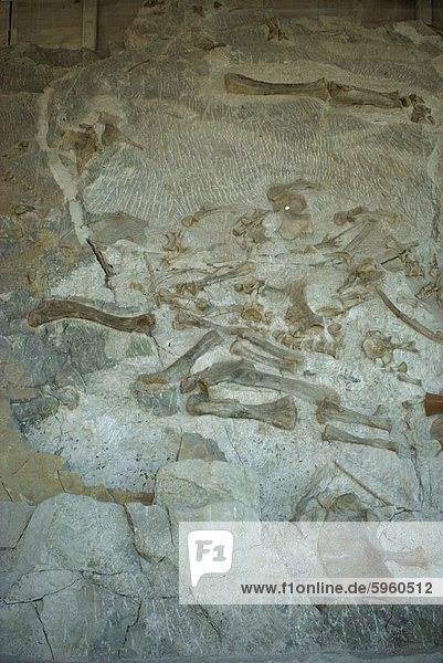 Versteinerte Knochen einschließlich Hinterbein des Sauropod und Apatosaurus  Dinosaur National Monument  Colorado und Utah  USA  Nordamerika