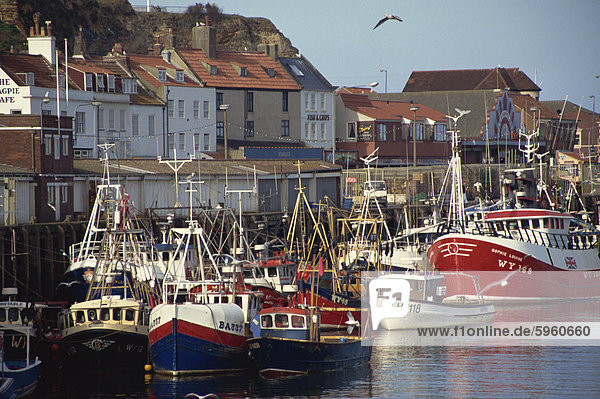 Fischereiflotte im Hafen  Whitby  North Yorkshire  England  Vereinigtes Königreich  Europa