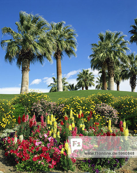 Petunien und Löwenmäuler Blumen mit Palmen im Hintergrund bei Desert Palm Springs  California  Vereinigte Staaten von Amerika  Nordamerika