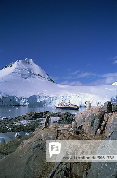 Eselspinguine und Cruiseship World Discoverer  Antarktische Halbinsel  Antarktis  Polarregionen