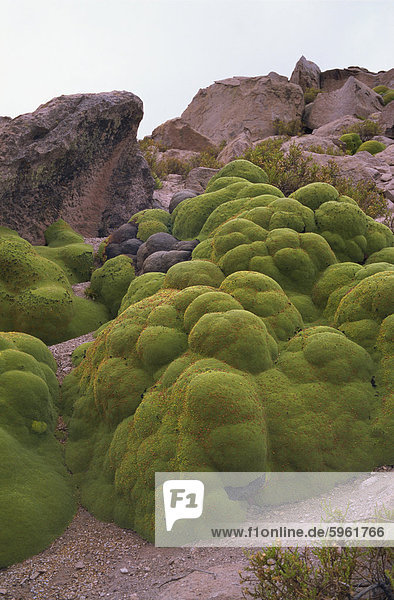 Vareta (Llareta) Pflanze  Nationalpark Lauca  Chile  Südamerika