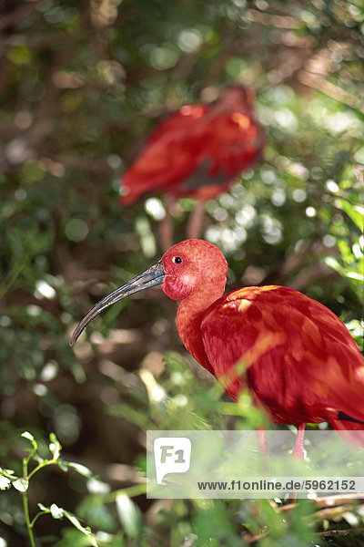 Ibis hocken im Baum