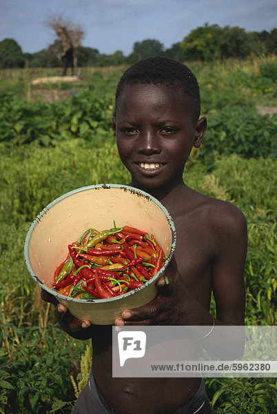 Junge hält Schüssel Chilischoten  Gambia  Westafrika  Afrika
