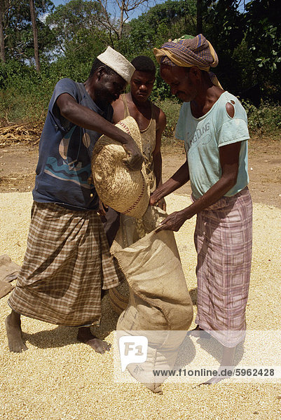 Locally grown maize  Merca  Somalia  Africa