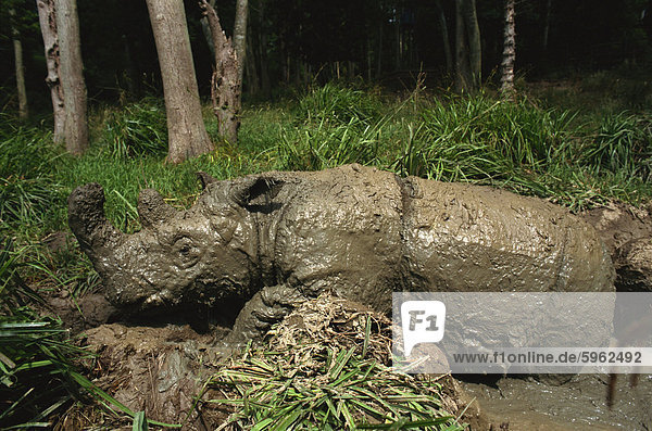 Männlich Torgamba  behaarte Nashorn (Sumatra-Nashorn)  in der Nähe von ausgestorben wie nur 500 Links  Erhaltungszucht-Programm  Port Lympne Zoo  Kent  England  Vereinigtes Königreich  Europa
