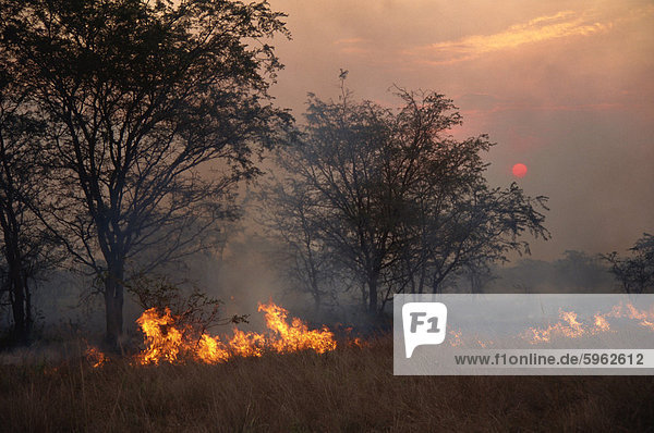 Brennen die Stoppeln  wind geblasen Feuer am Sonnenuntergang  Uganda  Ostafrika  Afrika