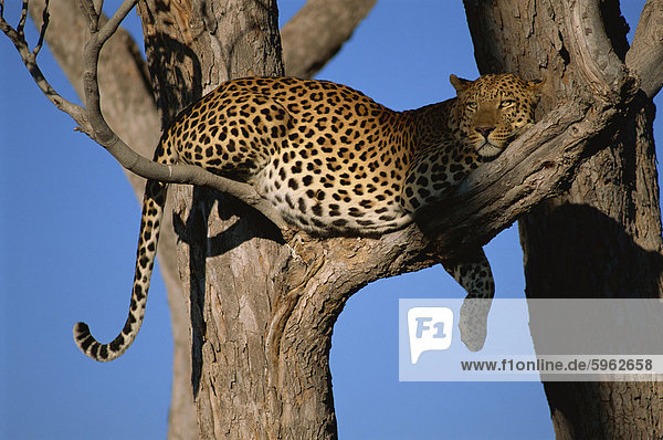 Leopard (Panthera pardus) in tree  Okavango Delta  Botswana  Africa