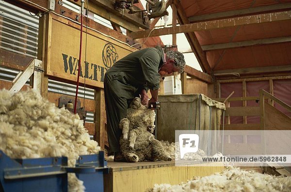 Demonstration der traditionellen Schafe-scheren mit Clippers bei Walter Peak  eine berühmte alte Schafe Station  westlichen Otago  Südinsel  Neuseeland  Pazifik