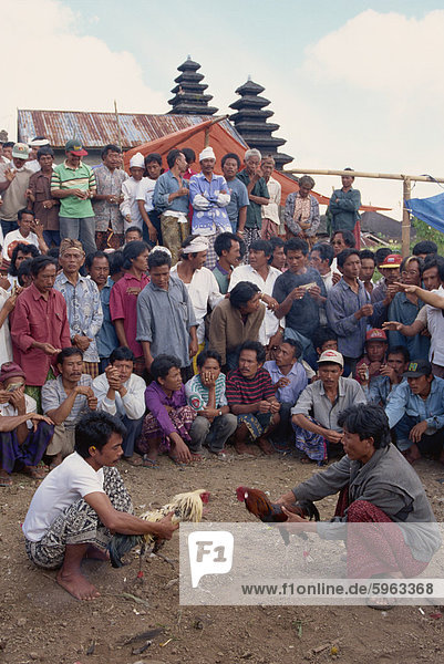 Illegales Glücksspiel  Hahnenkämpfen  Bali  Indonesien  Südostasien  Asien