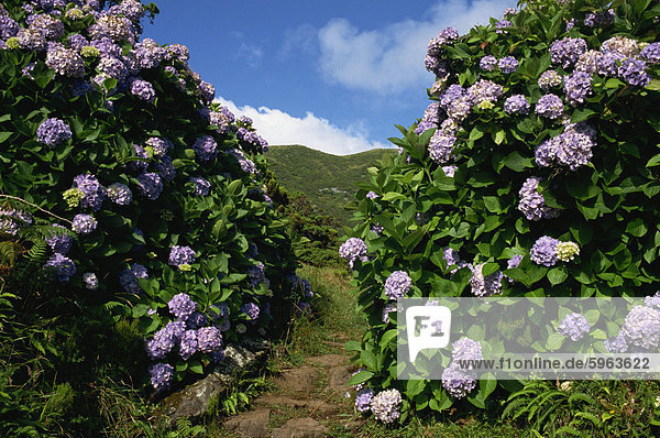 Hortensien  eine Besonderheit der Landschaft der Insel  Sao Jorge  Azoren  Portugal  Europa