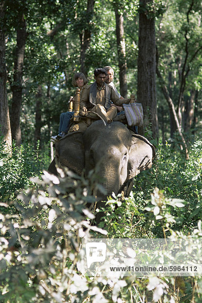 Tourists on elephant back  Kanha National Park  Madhya Pradesh state  India  Asia