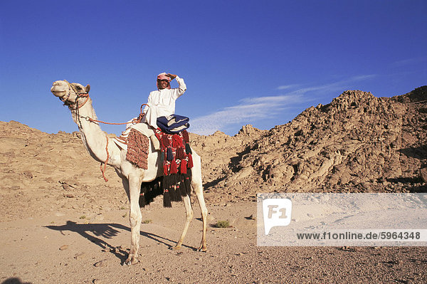 Beduinen und Kamel  Sinai  Ägypten  Nordafrika  Afrika