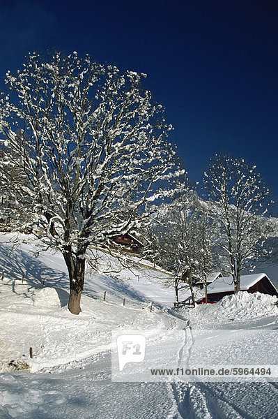 Schneebedeckte Baum  Grindelwald  Schweiz  Europa