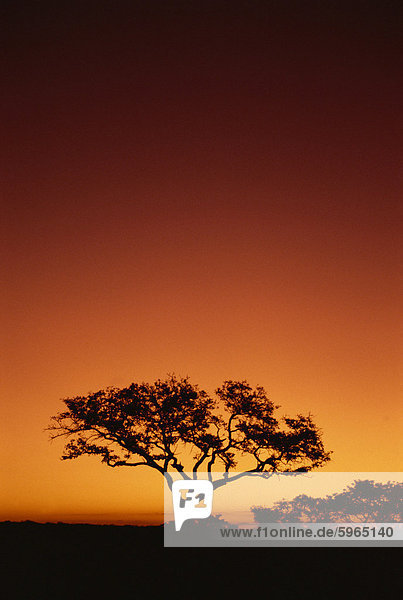 Single tree silhouetted against a red sunset sky in the evening  Kruger National Park  South Africa  Africa