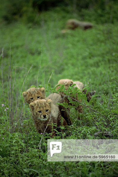 A small group of cheetah cubs  Kruger National Park  South Africa  Africa