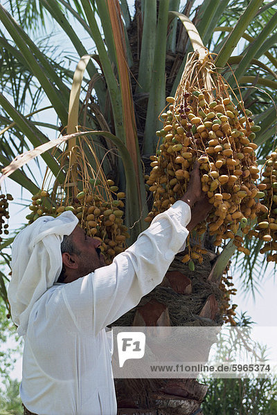 Mann pflücken Früchte aus eine Dattelpalme  Bahrain  im Mittleren Osten